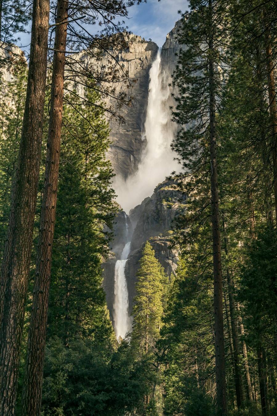 Yosemite Falls seen through tall pines